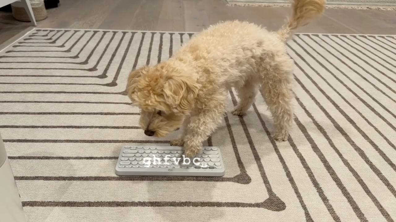 سگ در حال استفاده از کیبورد